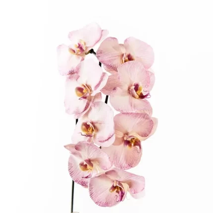 Orchid Lavender