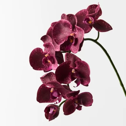 Orchid Burgundy